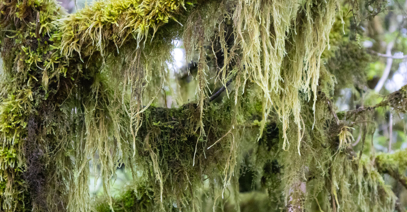 die verdunstete Feuchtigkeit im Laurisilva wird von Moosen und Flechten absorbiert