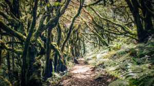 Lorbeerwald im Nationalpark Garajonay, La Gomera.