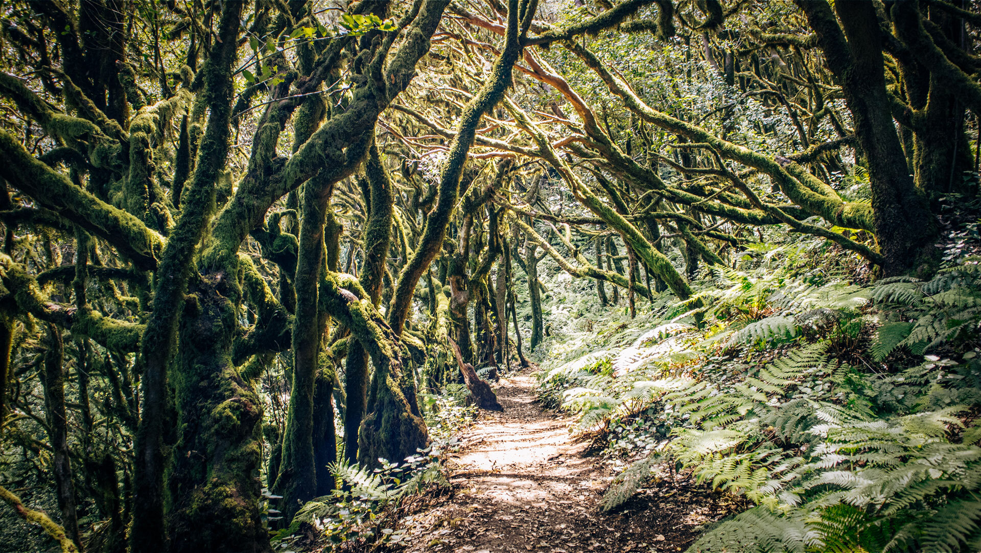 Gipfel des Alto de Garajonay auf La Gomera