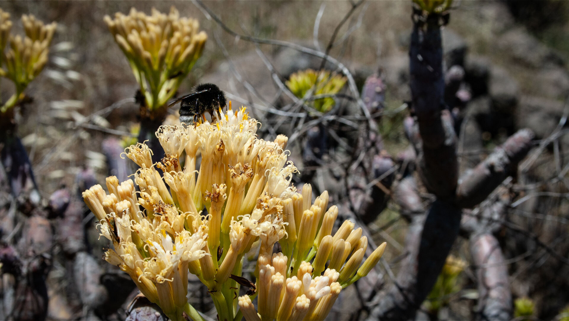 Blüte der Oleanderblättrigen Kleinie (Kleinia neriifolia, auch Affenpalme genannt)
