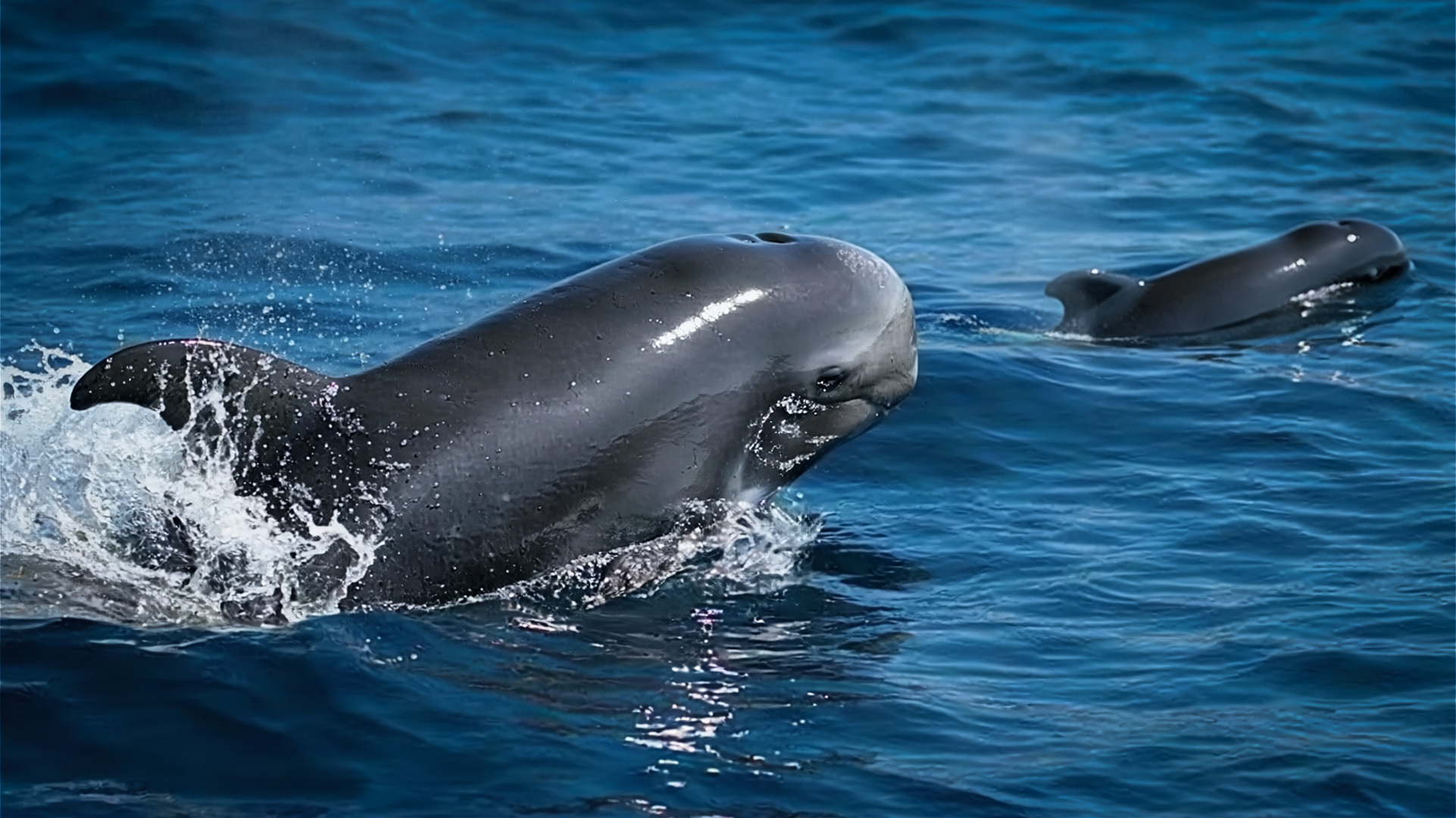 Pilotwale beim Whale-Watching vor La Gomera – ganzjährige Bewohner der Meerenge zu Teneriffa.