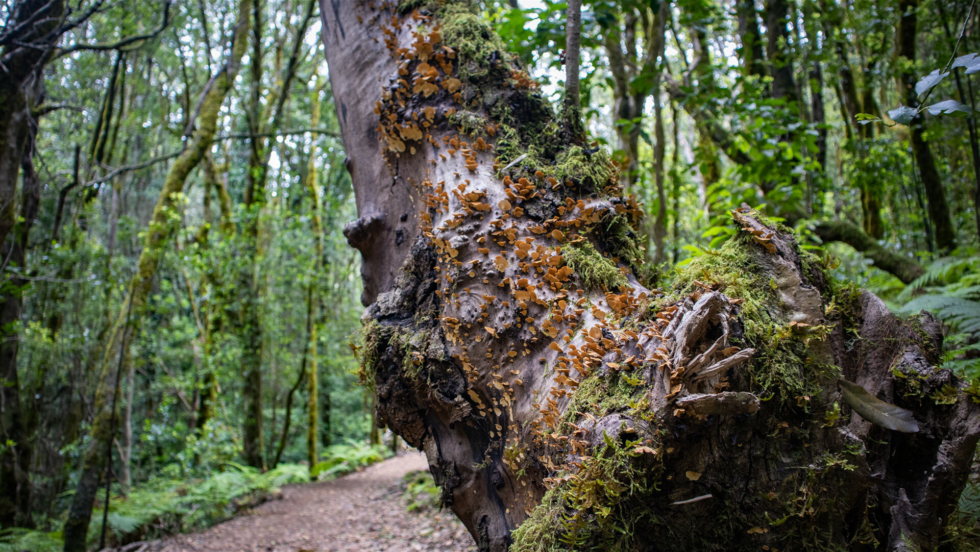 Im Barranco del Cedro im Nationalpark Garajonay wachsen zahlreiche Baumpilze auf abgestorbenem Holz