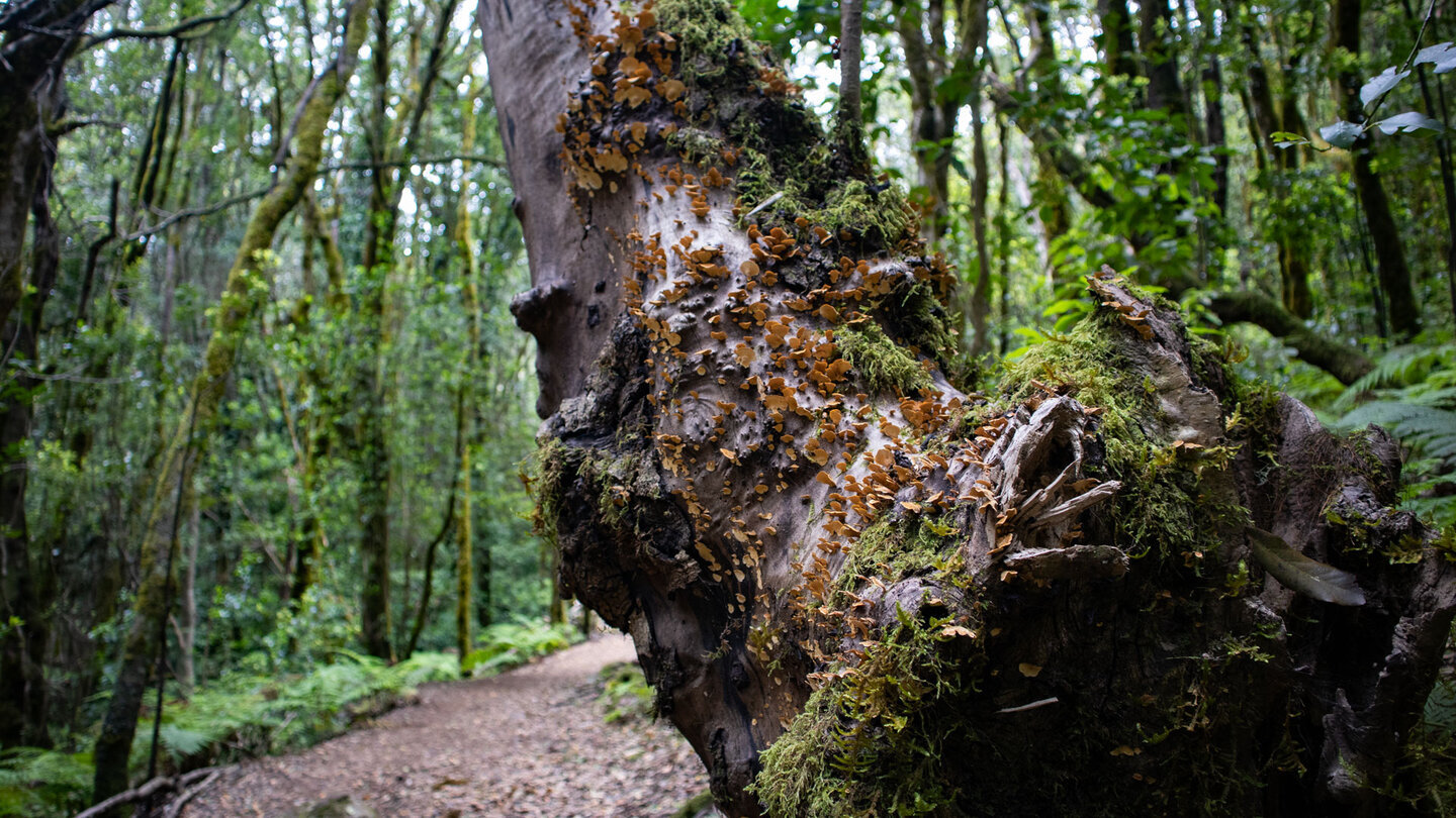 Ein alter, knorriger Baumstamm im Barranco del Cedro ist dicht mit kleinen Baumpilzen und Moos bewachsen.