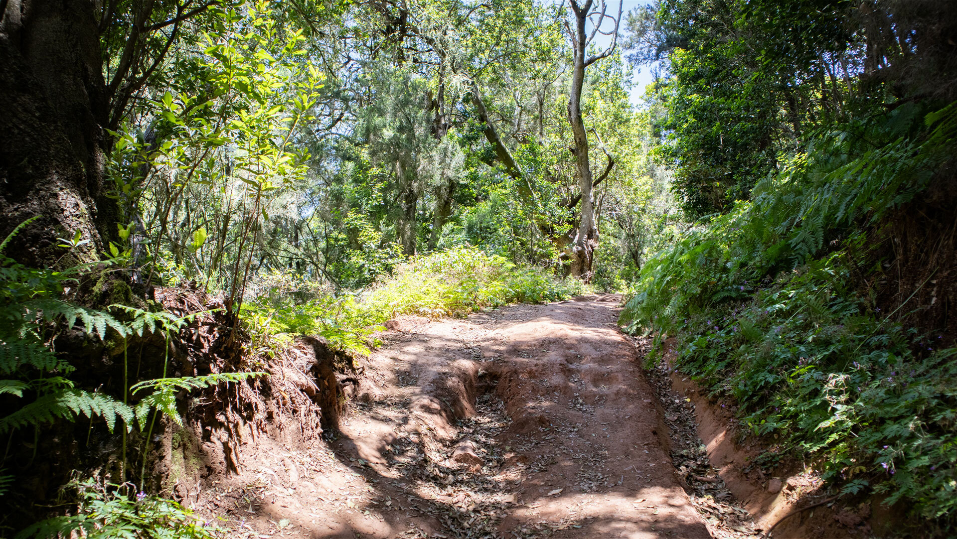 Wanderroute durch Baumheidewald bei Las Creces, sonnendurchflutet mit rötlichem Sandboden