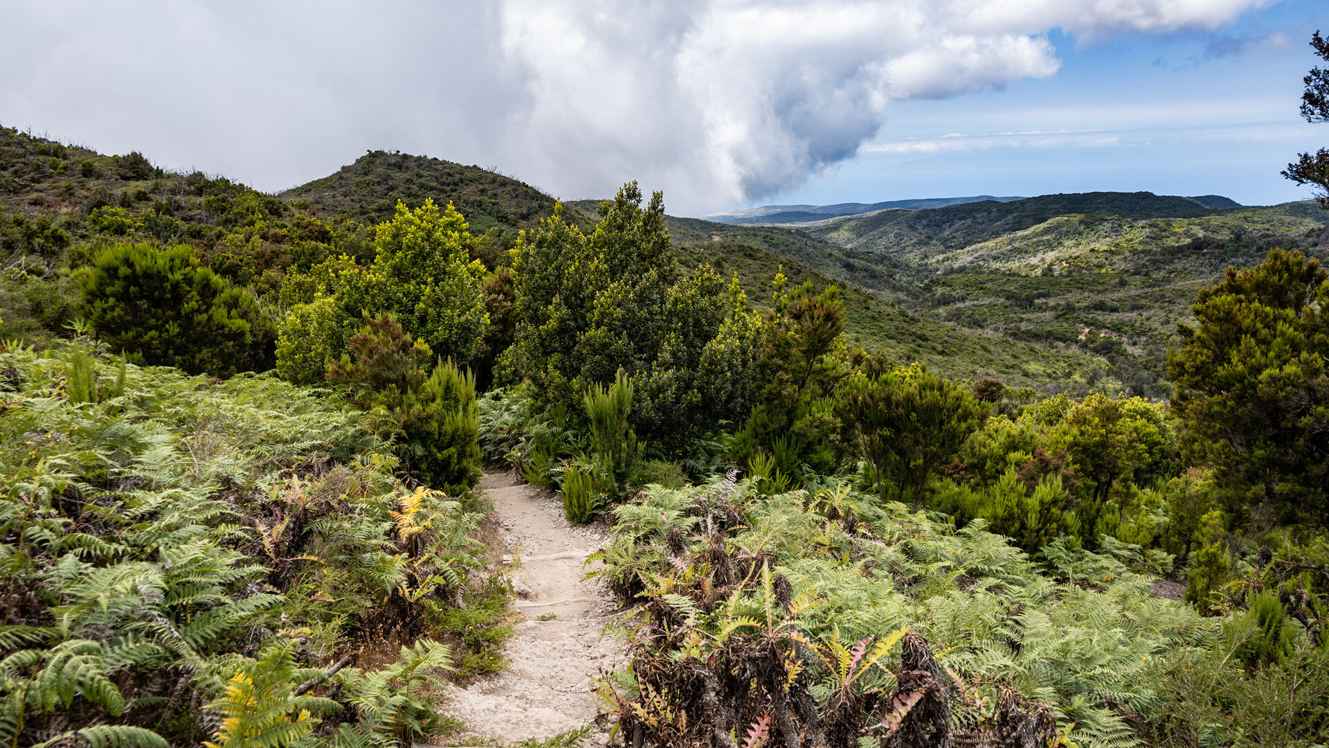 Wanderroute zum Gipfel des Alto de Garajonay, gesäumt von Farnen mit Blick über die grünen Hügel La Gomeras