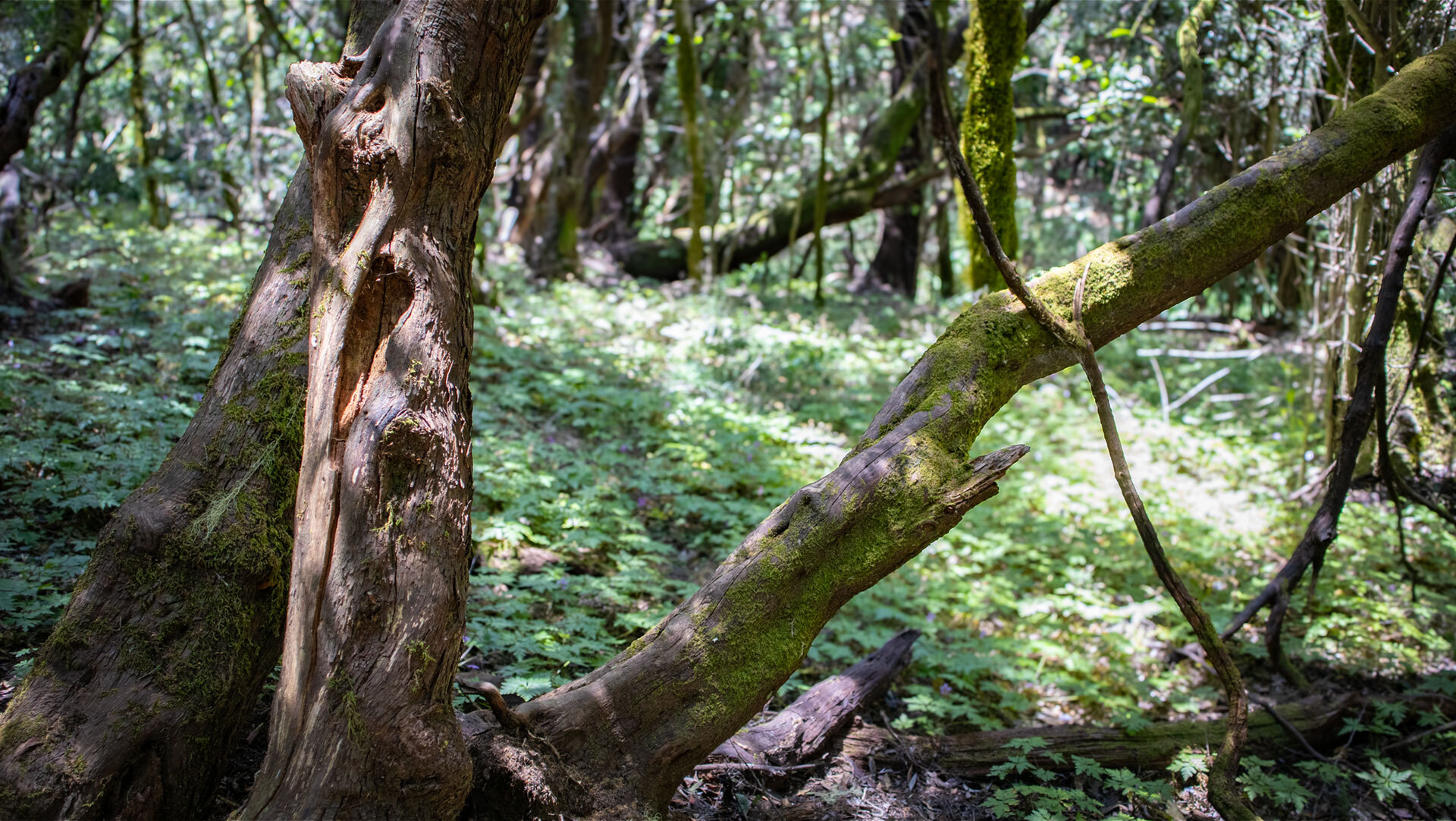 Kanarischer Storchschnabel bedeckt den Waldboden im Garajonay