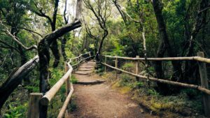 Wandern im Regenwald des Nationalpark Garajonay