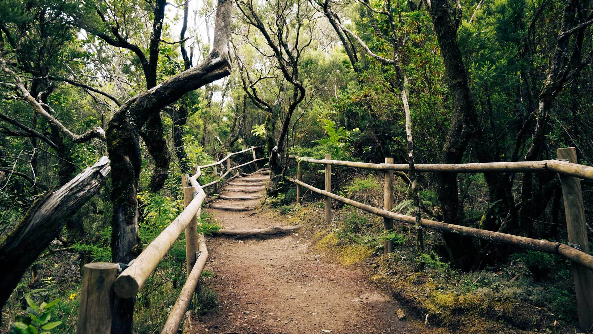 Wandern im Regenwald des Nationalpark Garajonay
