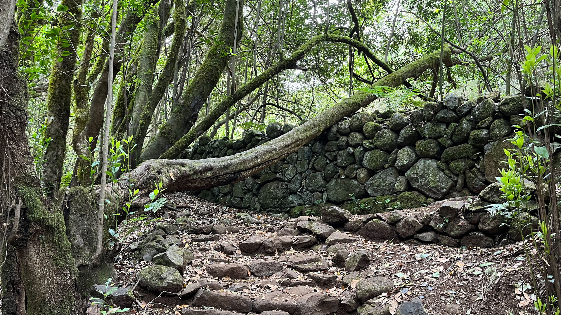 Ruta 9, Contadero–El Cedro, La Gomera – alte Steinmauer im Lorbeerwald.