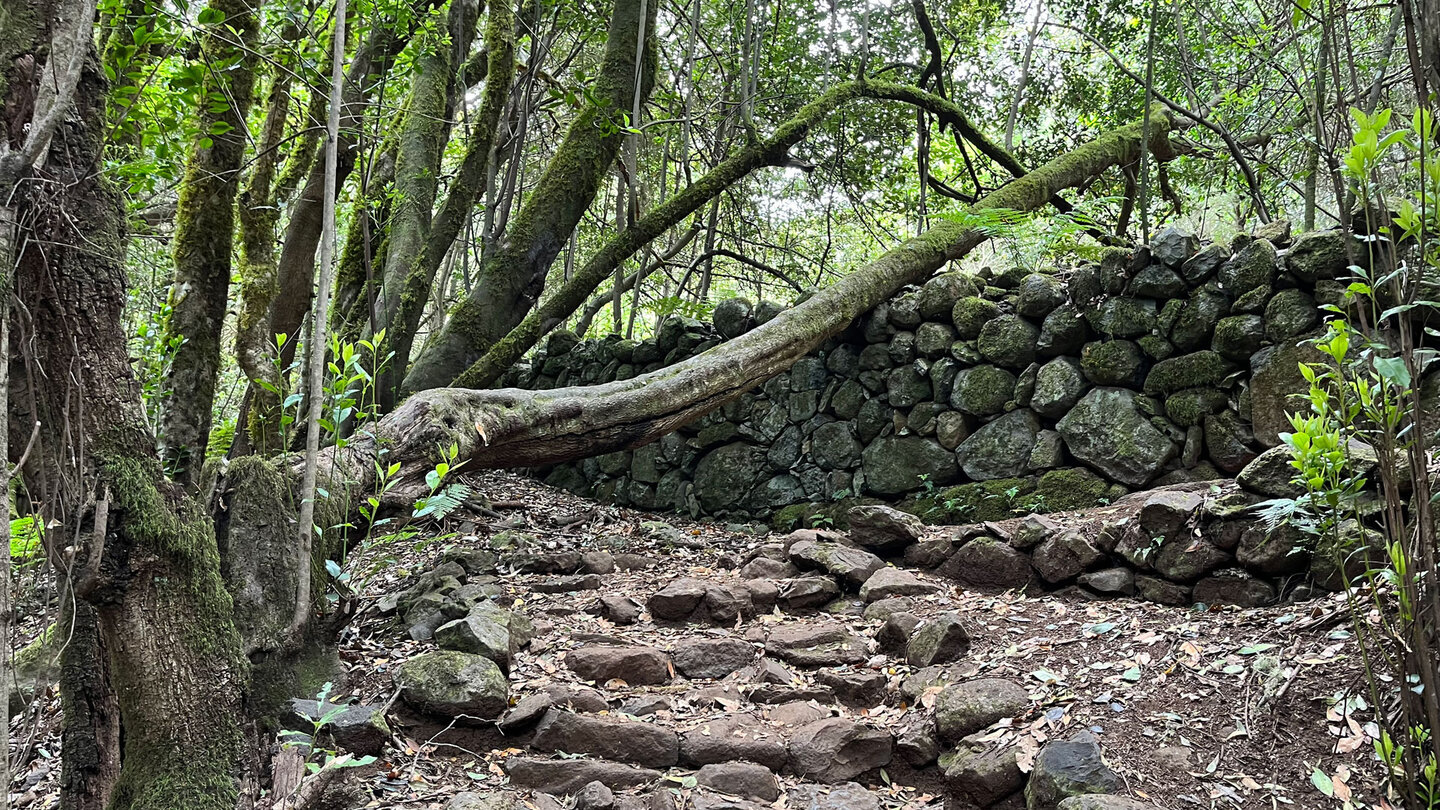 Historische Steinmauer säumt den Wanderpfad der Ruta 18 im Nationalpark Garajonay.