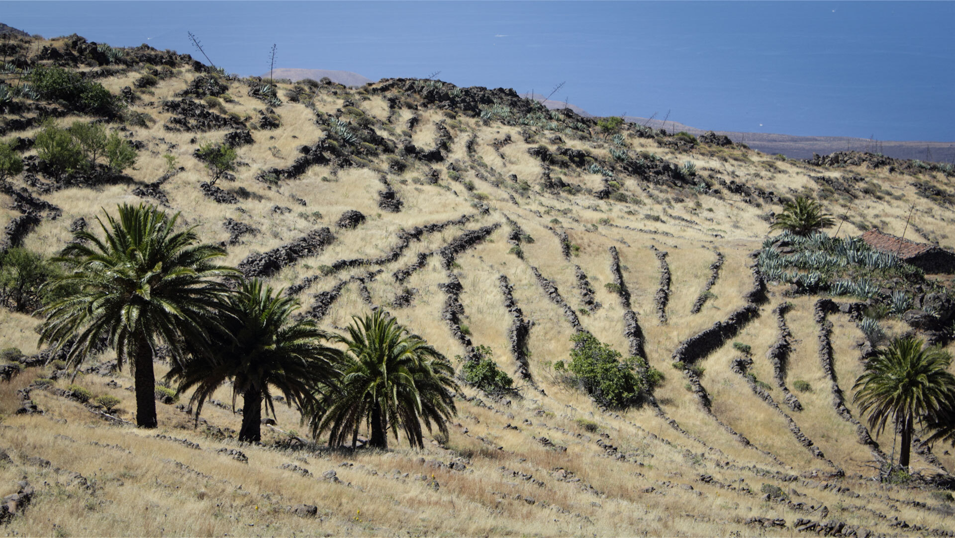 Terrassenfelder und Palmenhaine auf La Gomera, prägend für die traditionelle Kulturlandschaft der Insel.