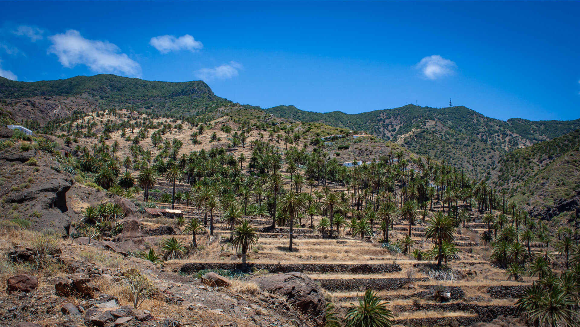 Palmen und terrassierte Felder in Tazo auf La Gomera