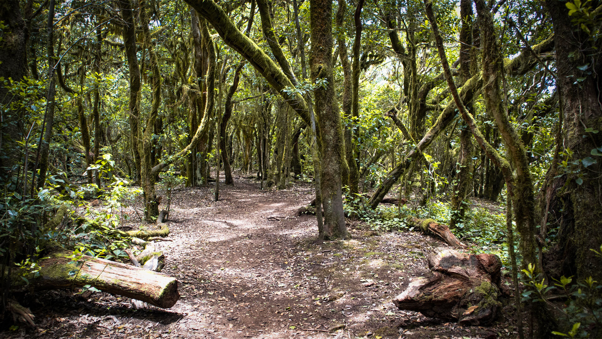 Zahlreiche gut markierte Wanderwege durchqueren den urzeitlichen Lorbeerwald La Gomeras