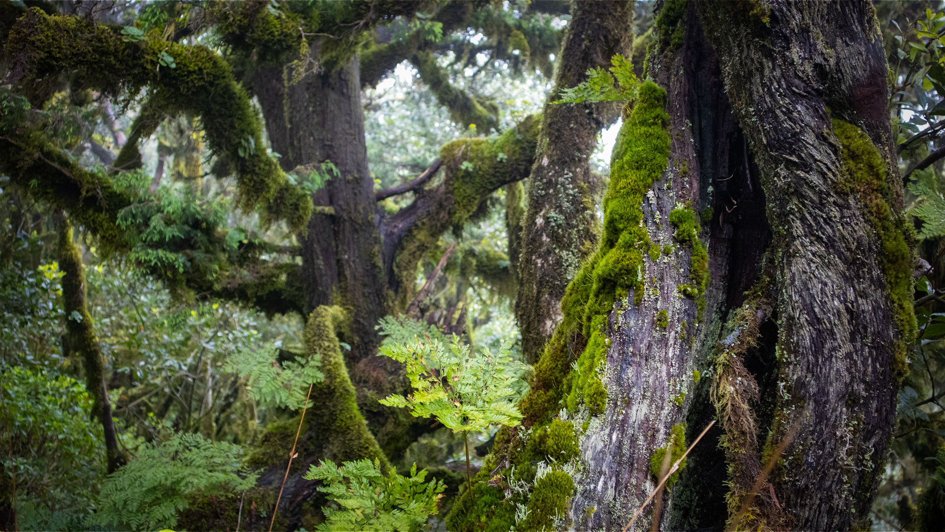 Moosbehangene Zweige und dichtes Grün – die Vegetation des Garajonay