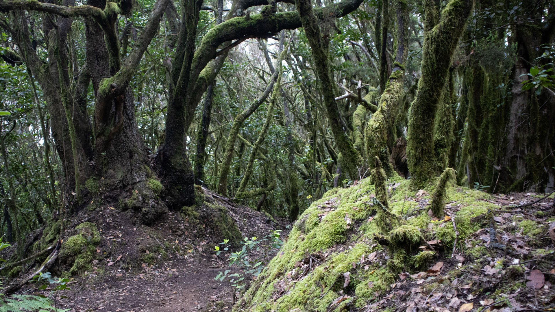 Wanderpfad durch dichten Lorbeerwald ins Barranco del Cedro, Garajonay-Nationalpark, La Gomera.