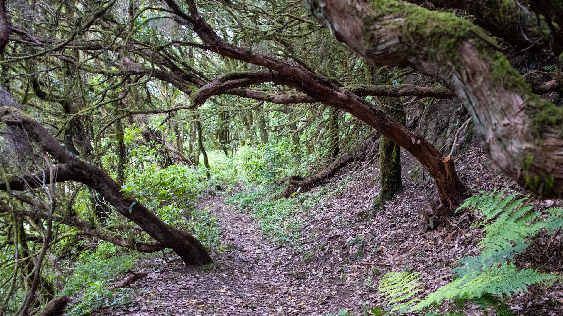 Durch schattigen Lorbeerwald führt der Pfad hinab zum Mirador de Hermigua.