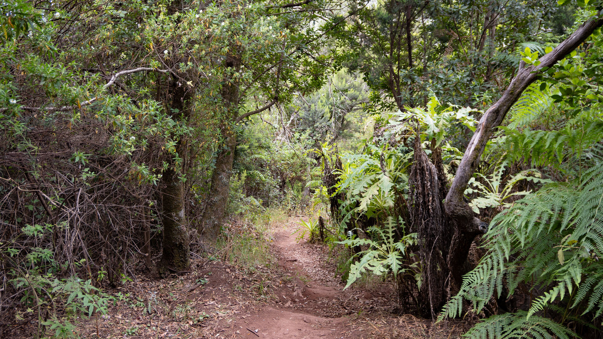 Wanderpfad durch üppige Lorbeerwald-Vegetation im Garajonay
