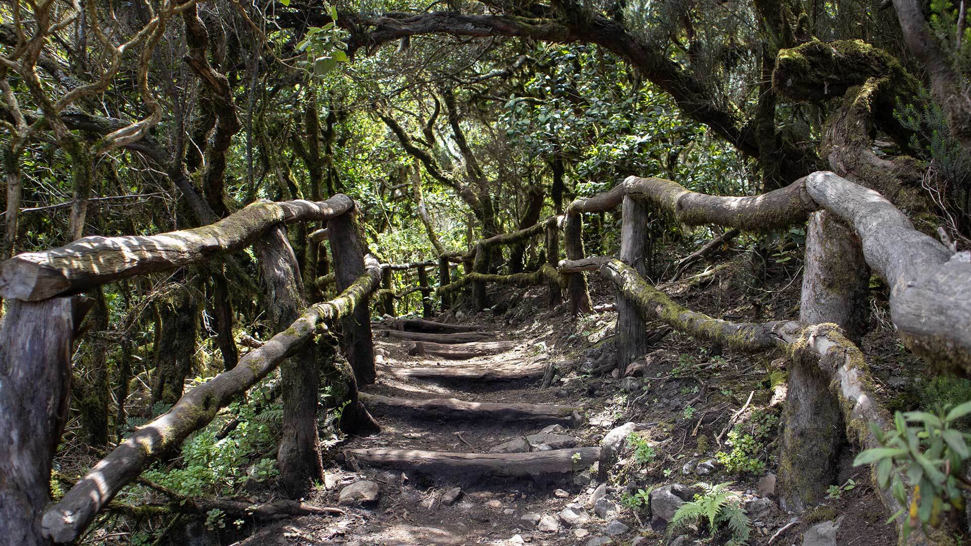 Gut ausgebaute Wanderwege im Garajonay-Nationalpark.