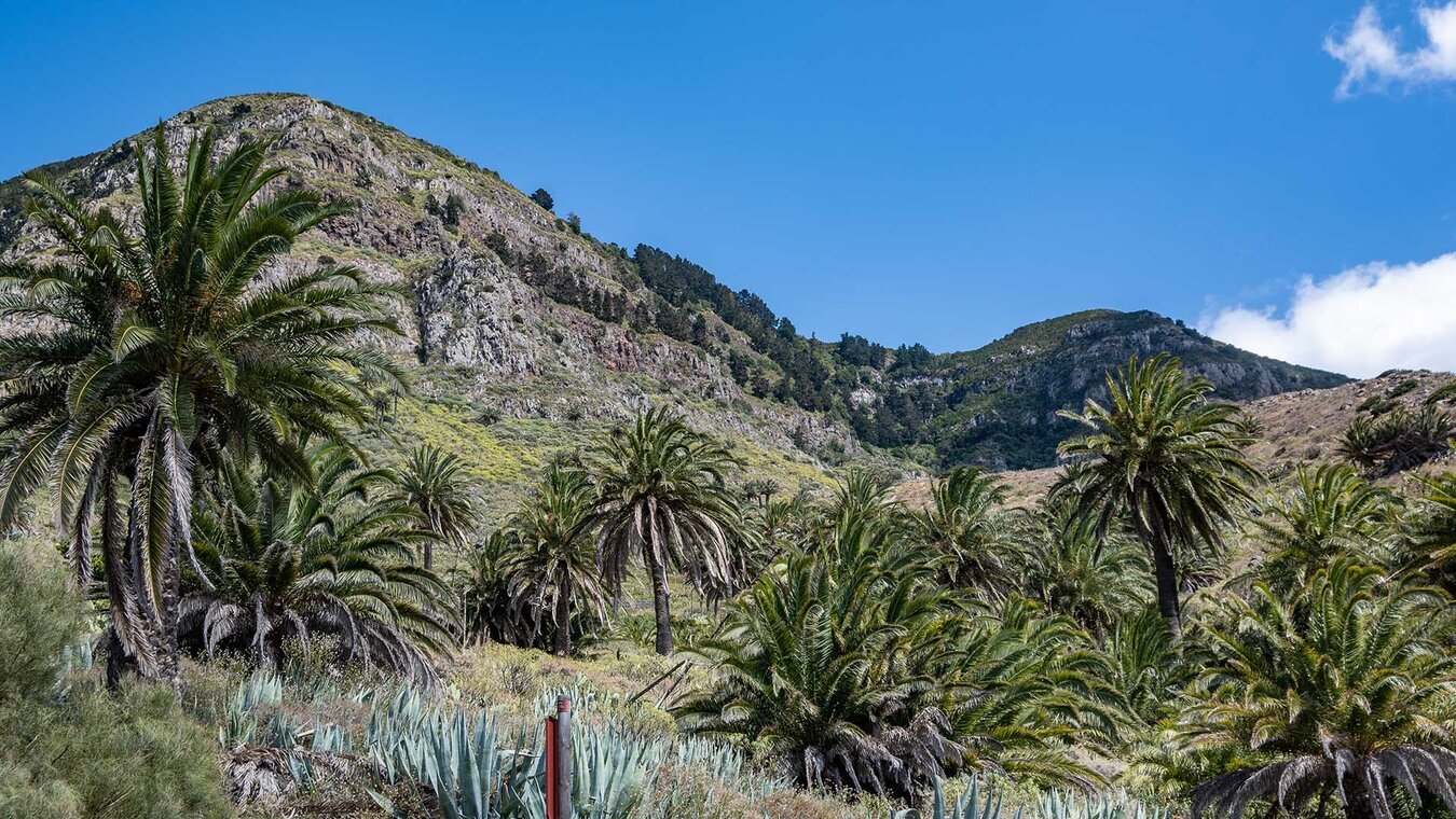 Palmenhaine entlang der Wanderroute nach Alojera