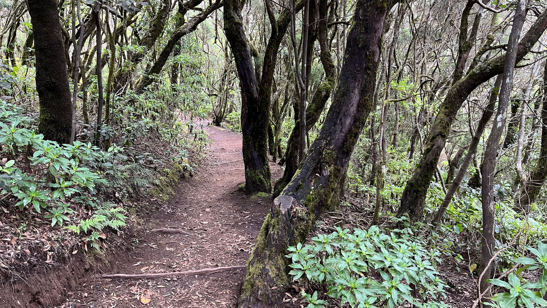 Ruta 17 führt durch knorrigen Baumheidenwald mit rötlich schimmerndem Boden im Garajonay.