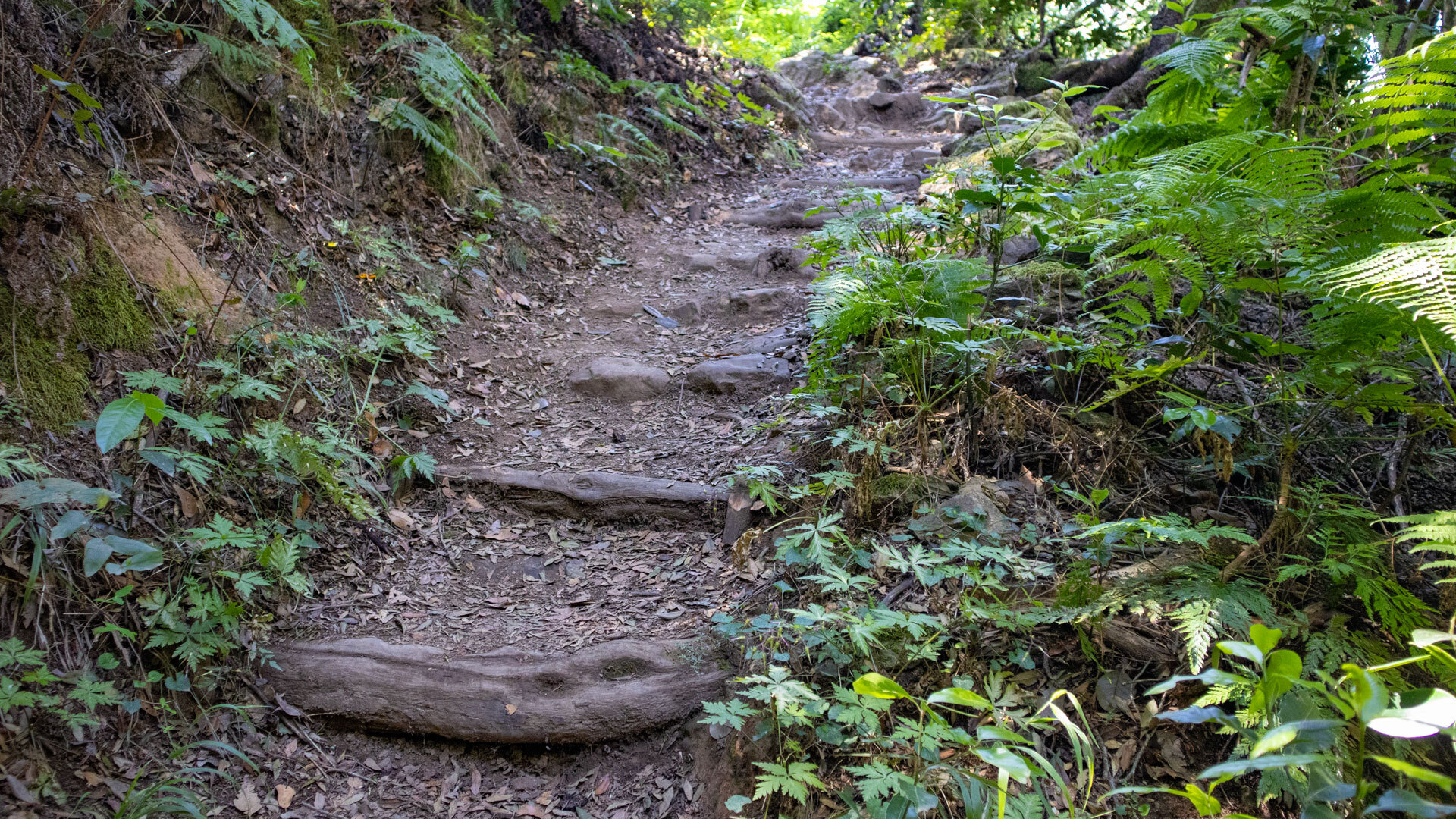 Holzstufen auf der Ruta 6 durch den Lorbeerwald bei La Laguna II