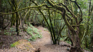Wanderung entlang der Ruta 11 durch den märchenhaften Lorbeerwald