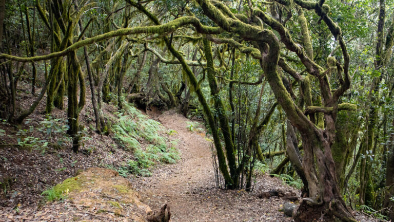 Wanderung entlang der Ruta 11 durch den märchenhaften Lorbeerwald