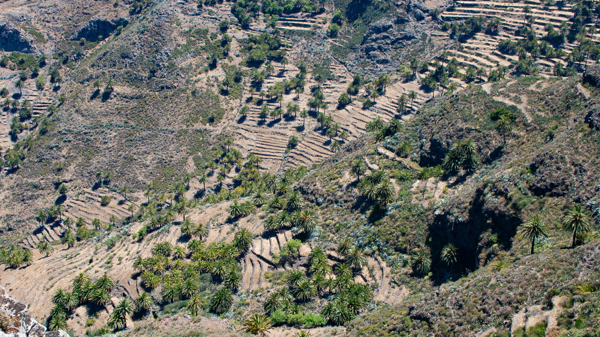 Palmen und Terrassenfelder im Tal von La Laja