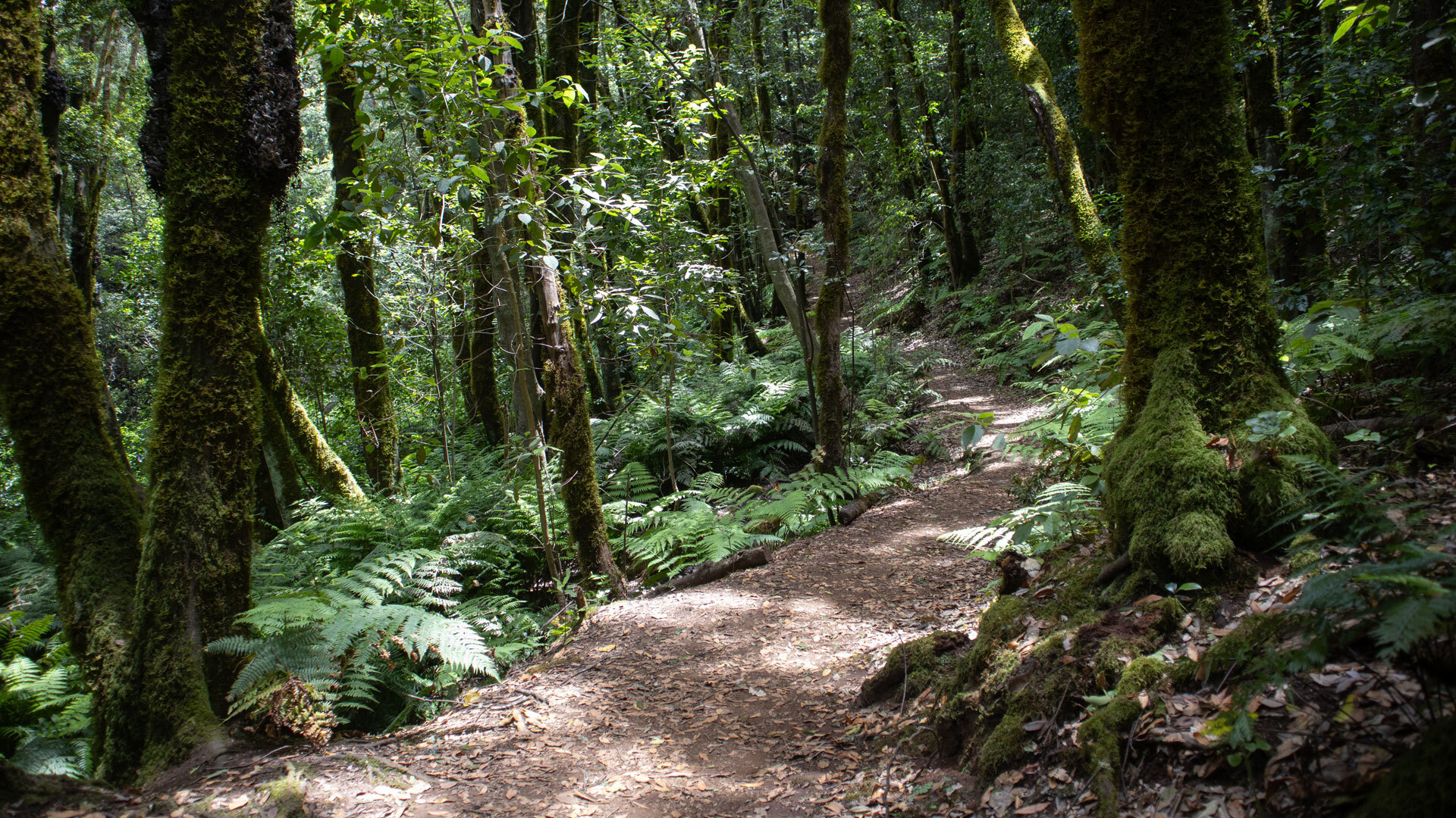 Wanderpfad der Ruta 18 durch dichten Lorbeerwald mit üppigem Farnunterwuchs im Nationalpark Garajonay.