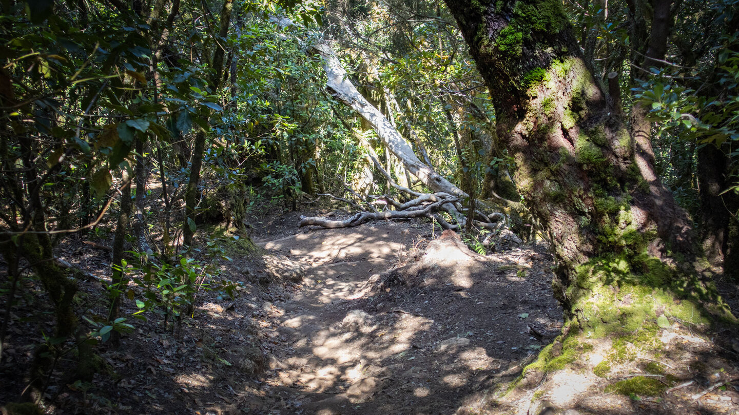 Wanderweg 10 durch die Cañada de Jorge.