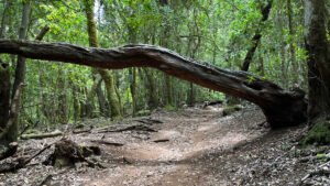 Ein umgestürzter Stamm wölbt sich über den Weg der Ruta 18 im Barranco El Cedro.