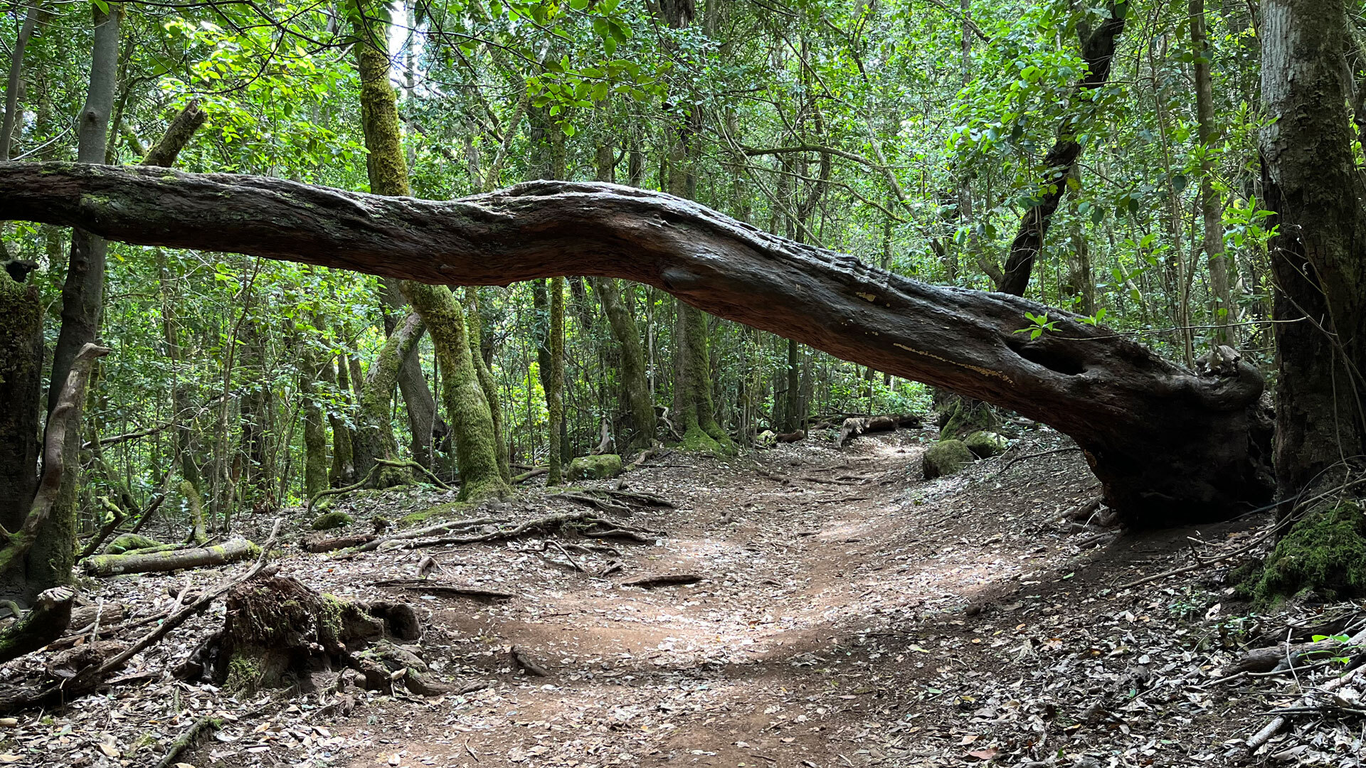 Ein umgestürzter Stamm wölbt sich über den Weg der Ruta 18 im Barranco El Cedro.