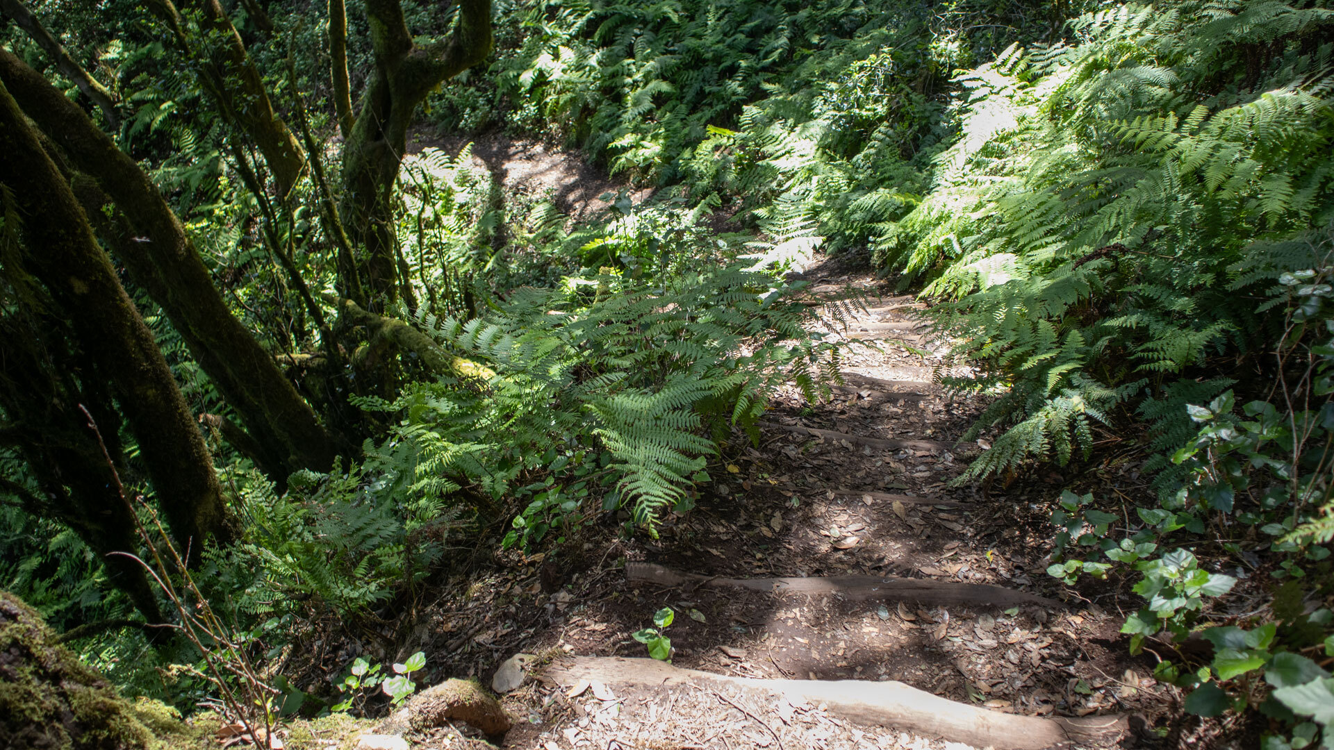 Der Weg zum Risquillo de Corgo führt steil hinab durch dichtes Farngrün.