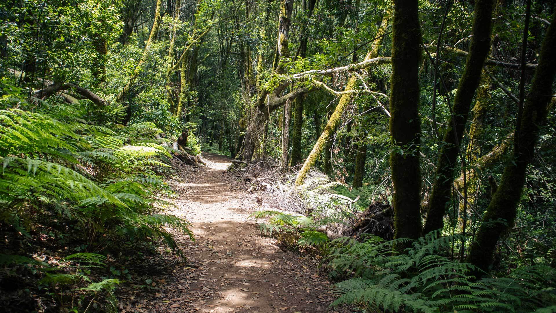 Lorbeerwald im Tal El Cedro, La Gomera – Wanderung durch üppig-grüne Natur.