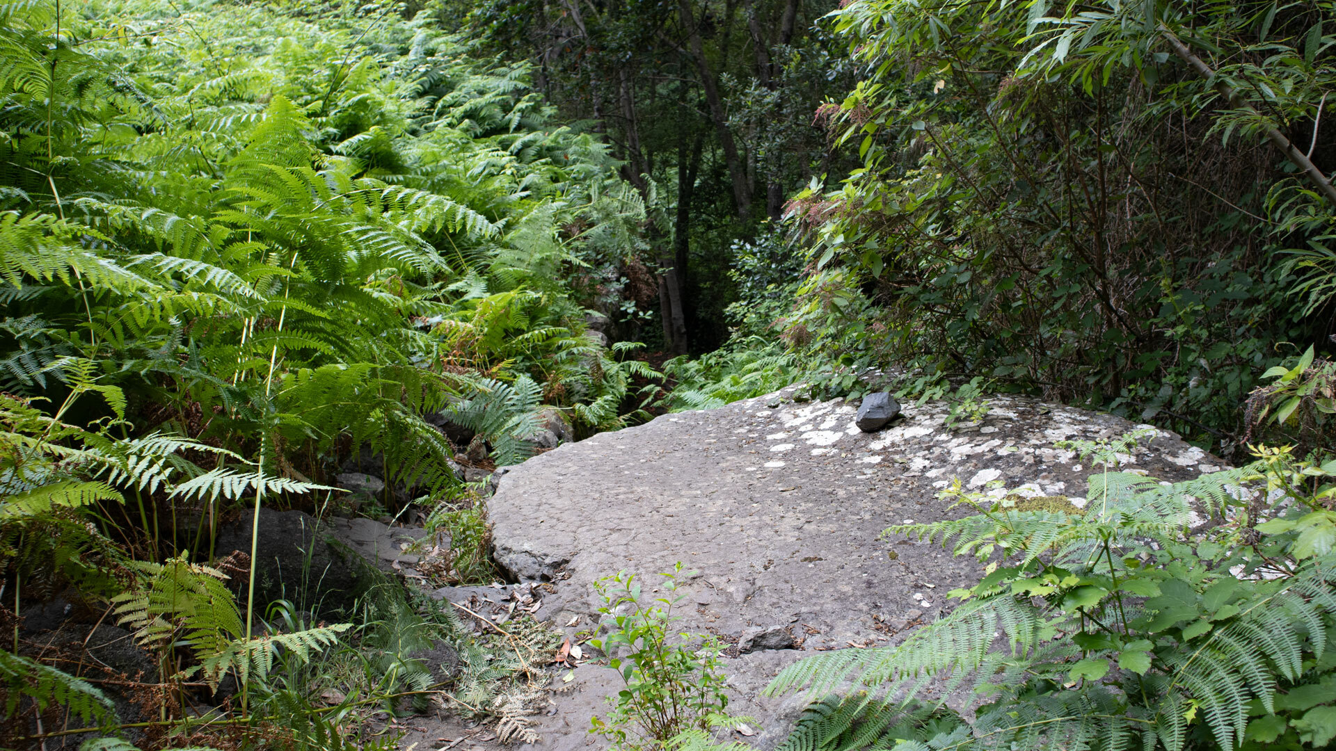Wanderpfad über einen breiten, flechtenbewachsenen Felsen, umgeben von üppigem Farnbewuchs im Barranco del Rejo.