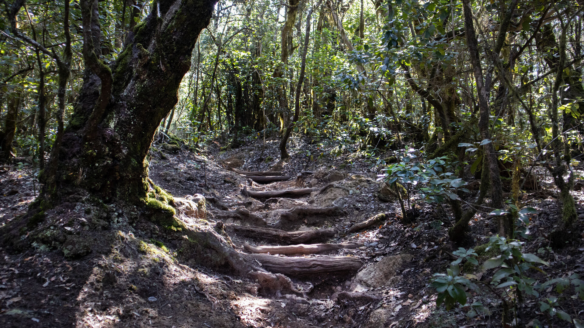 Wurzeldurchzogener Steig im schattigen Lorbeerwald der Cañada de Jorge