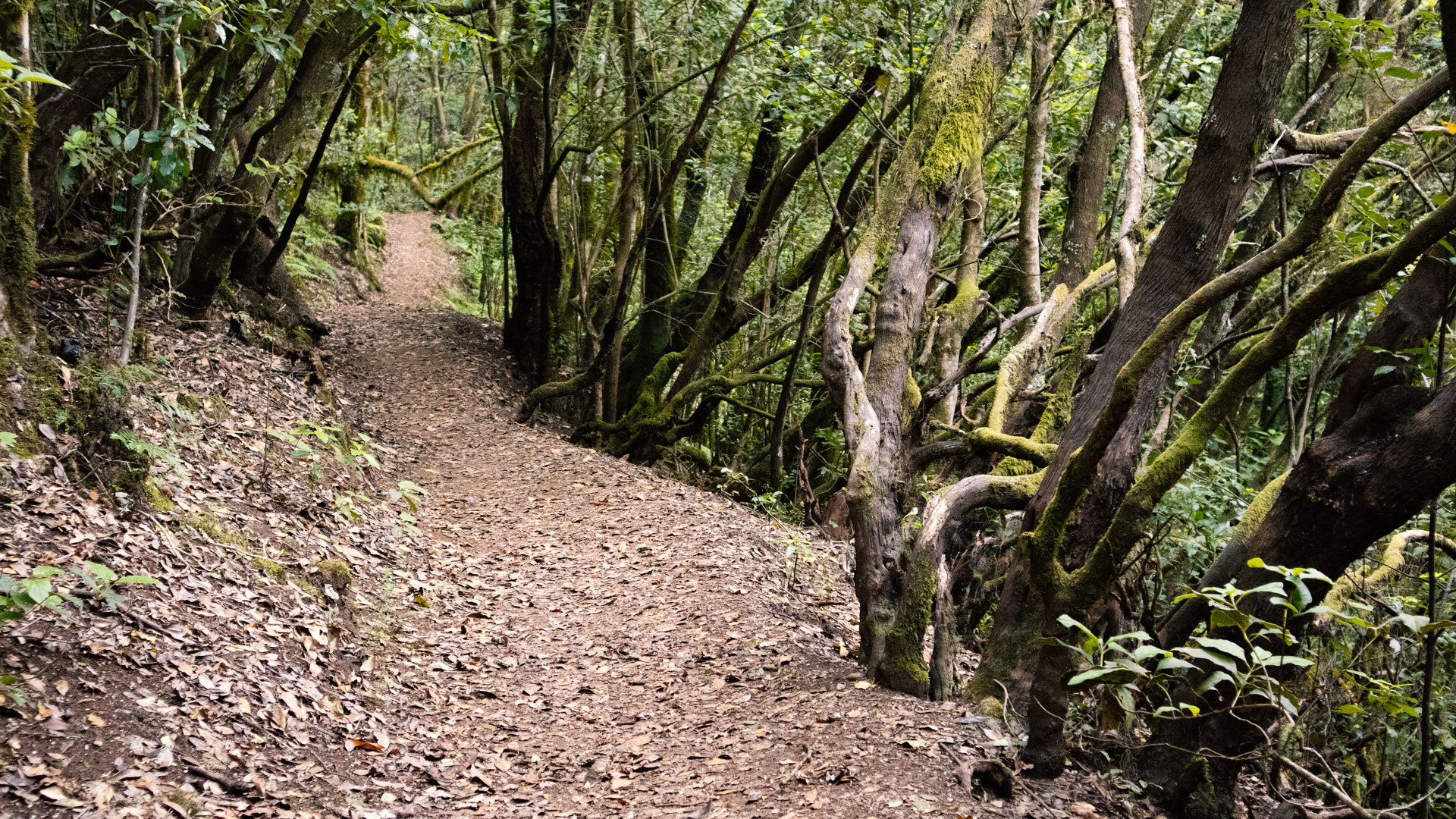Wanderweg durch dichten Lorbeerwald zur Kapelle Ermita Lourdes, Garajonay-Nationalpark, La Gomera.