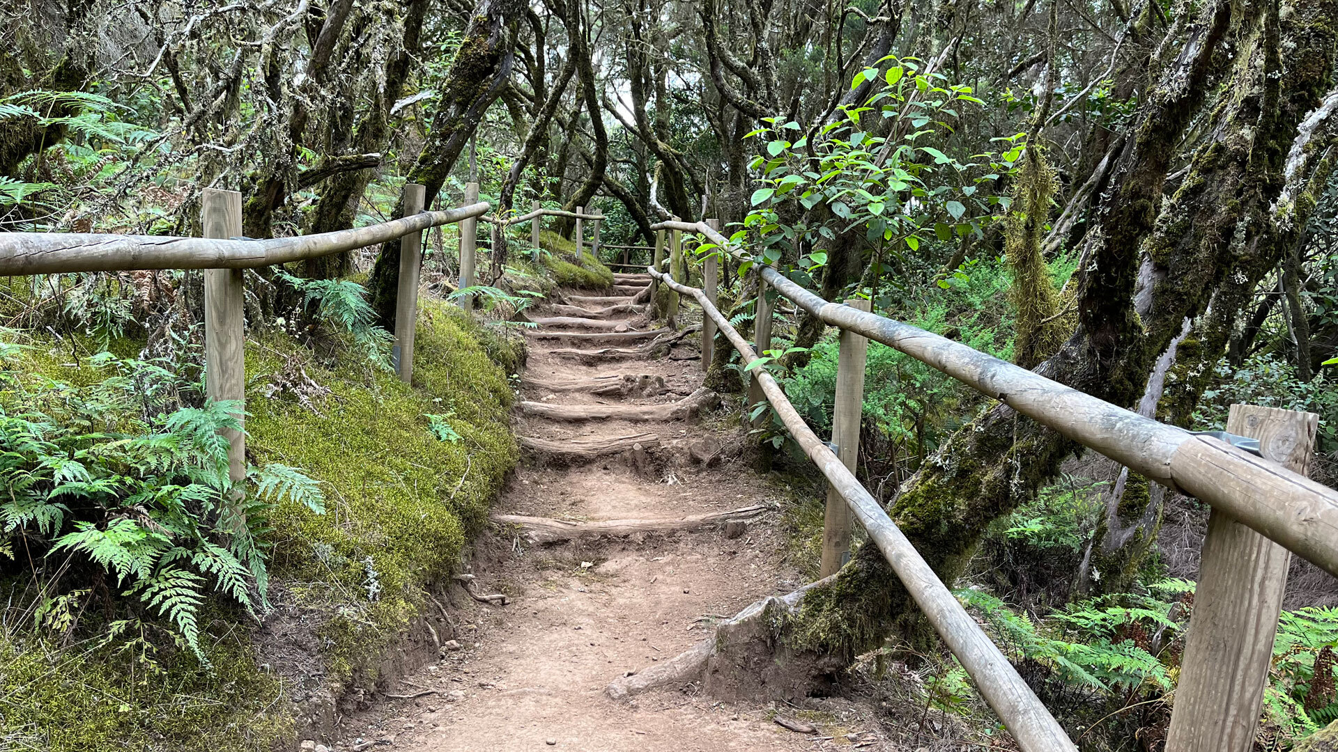 Zahlreiche gut markierte Wanderwege durchqueren den urzeitlichen Lorbeerwald La Gomeras