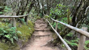 der mit Holzgeländern eingefasste Wanderweg nahe dem Ausgangspunkt El Contadero
