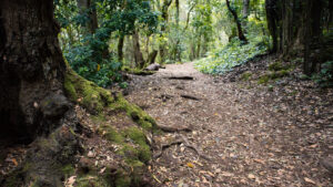 märchenhafter Lorbeerwald im Nationalpark Garajonay entlang des Wanderwegs zur Ermita de Lourdes