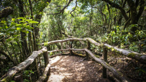Wandern durch den Regenwald des Nationalpark Garajonay auf La Gomera