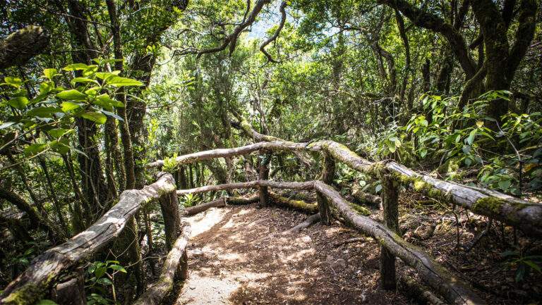Wandern durch den Regenwald des Nationalpark Garajonay auf La Gomera