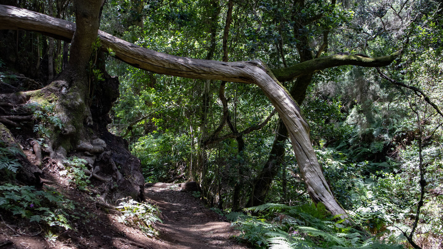 der Wanderweg Las Creses verläuft oberhalb einer kleinen Schlucht durch den Lorbeerwald