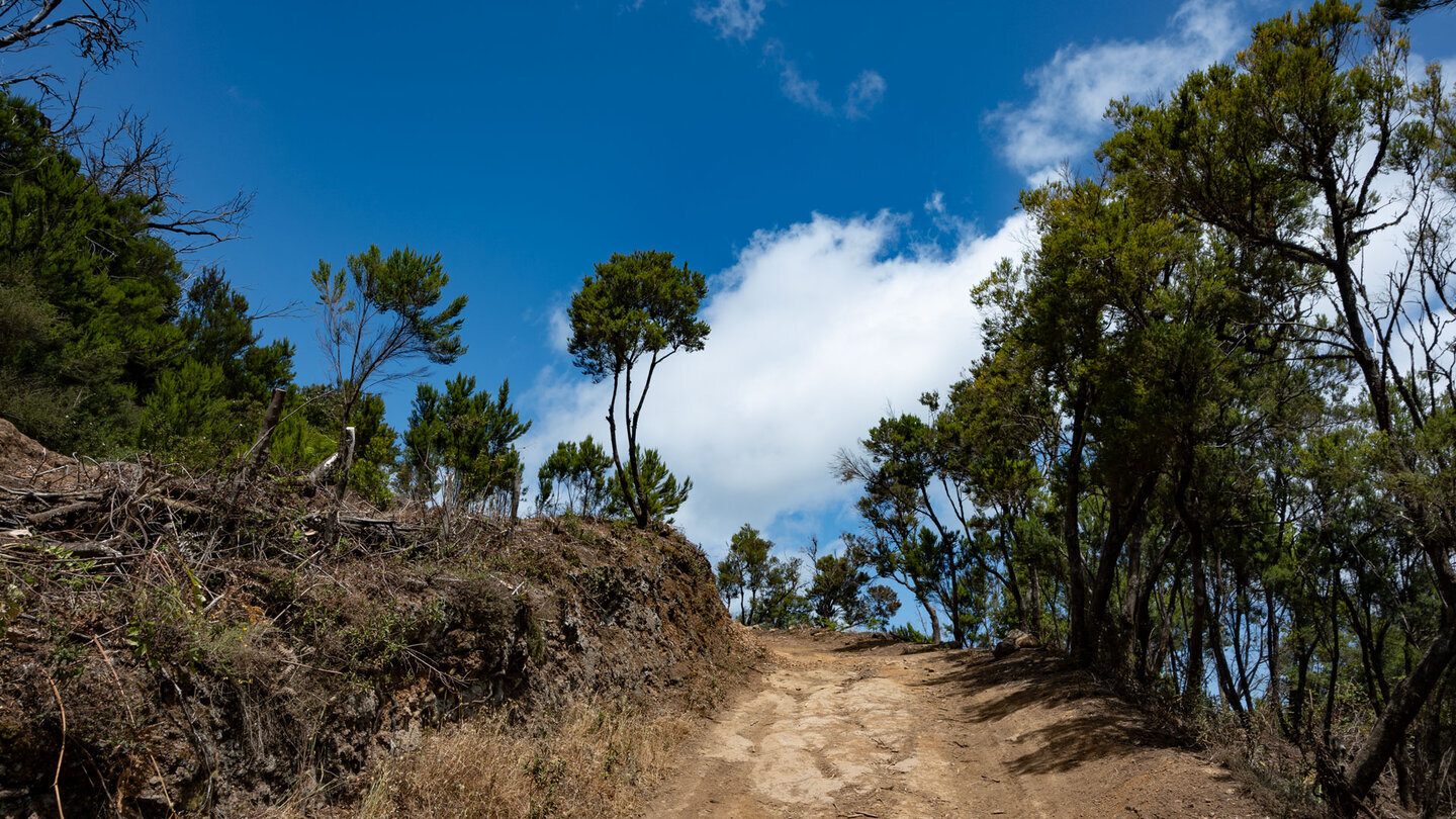 Wanderweg der Ruta 14 entlang einer breiten Piste begleitet von Baumheide