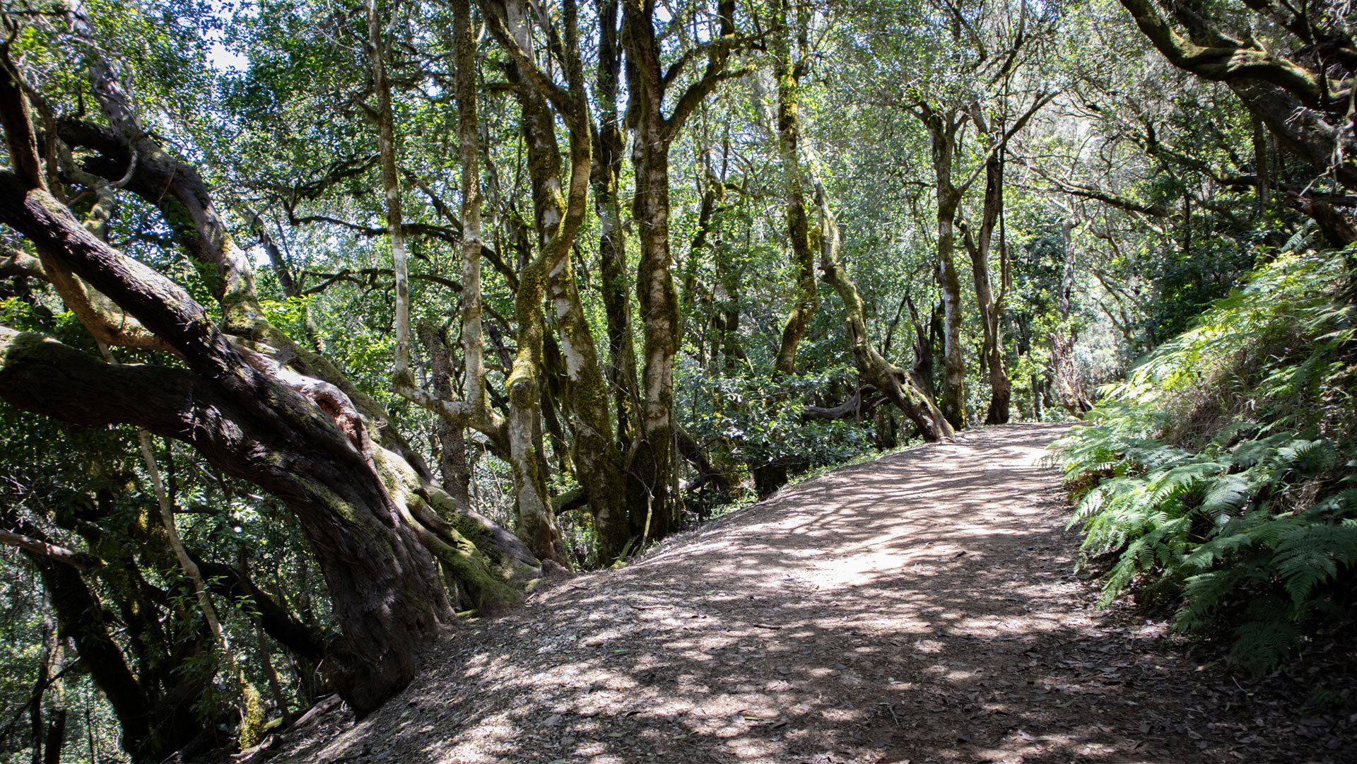 Wanderweg zum Rastplatz Las Creces, gesäumt von knorrigen, moosbewachsenen Bäumen im Lorbeerwald