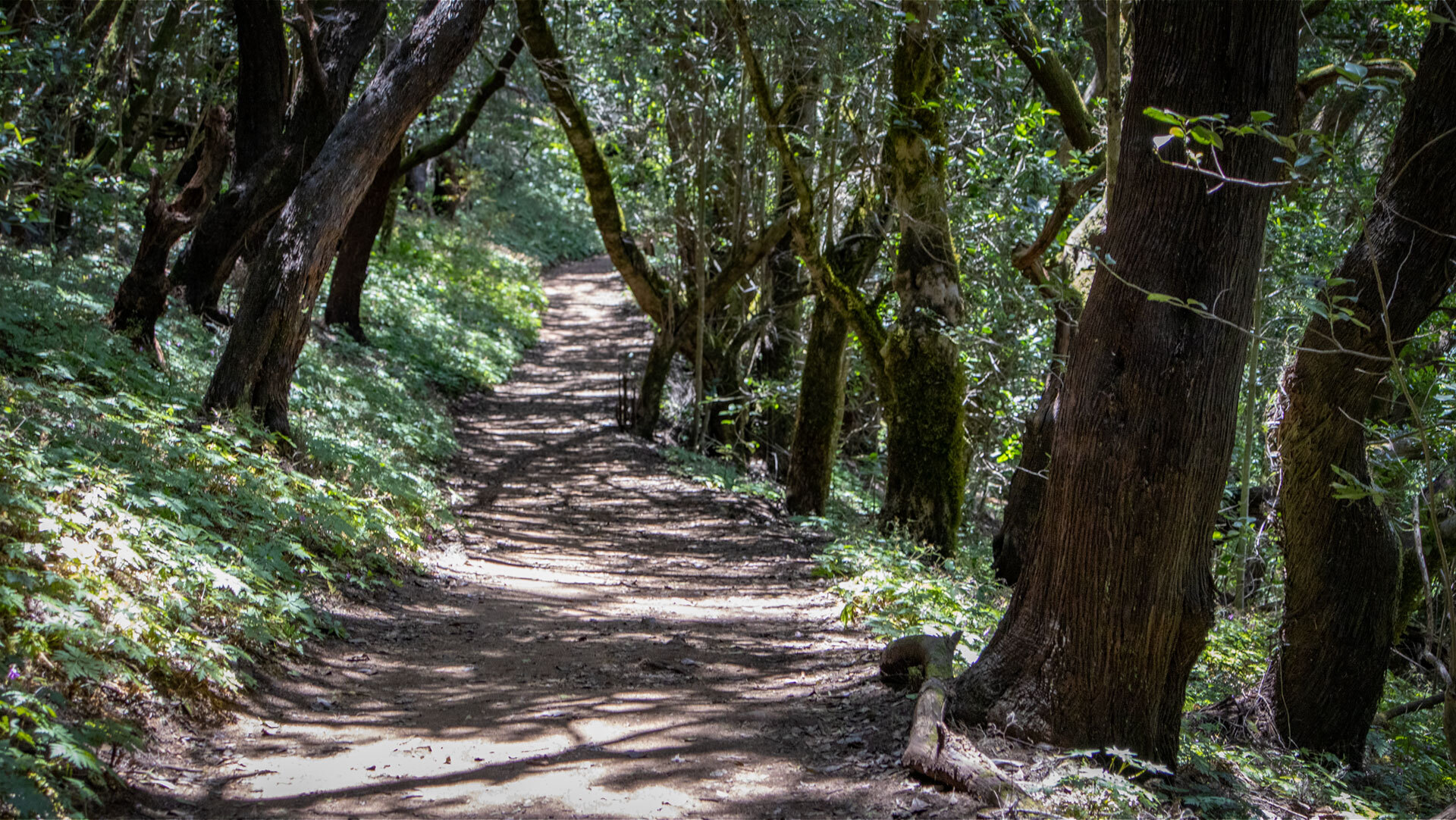 Wanderweg der Ruta 5 durch den dichten Lorbeerwald im Nationalpark Garajonay auf La Gomera