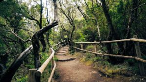 traumhafte Wanderwege im Nationalpark Garajonay