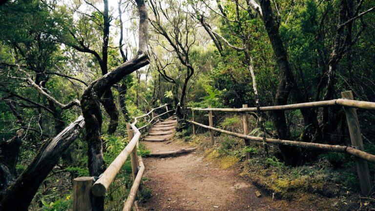traumhafte Wanderwege im Nationalpark Garajonay