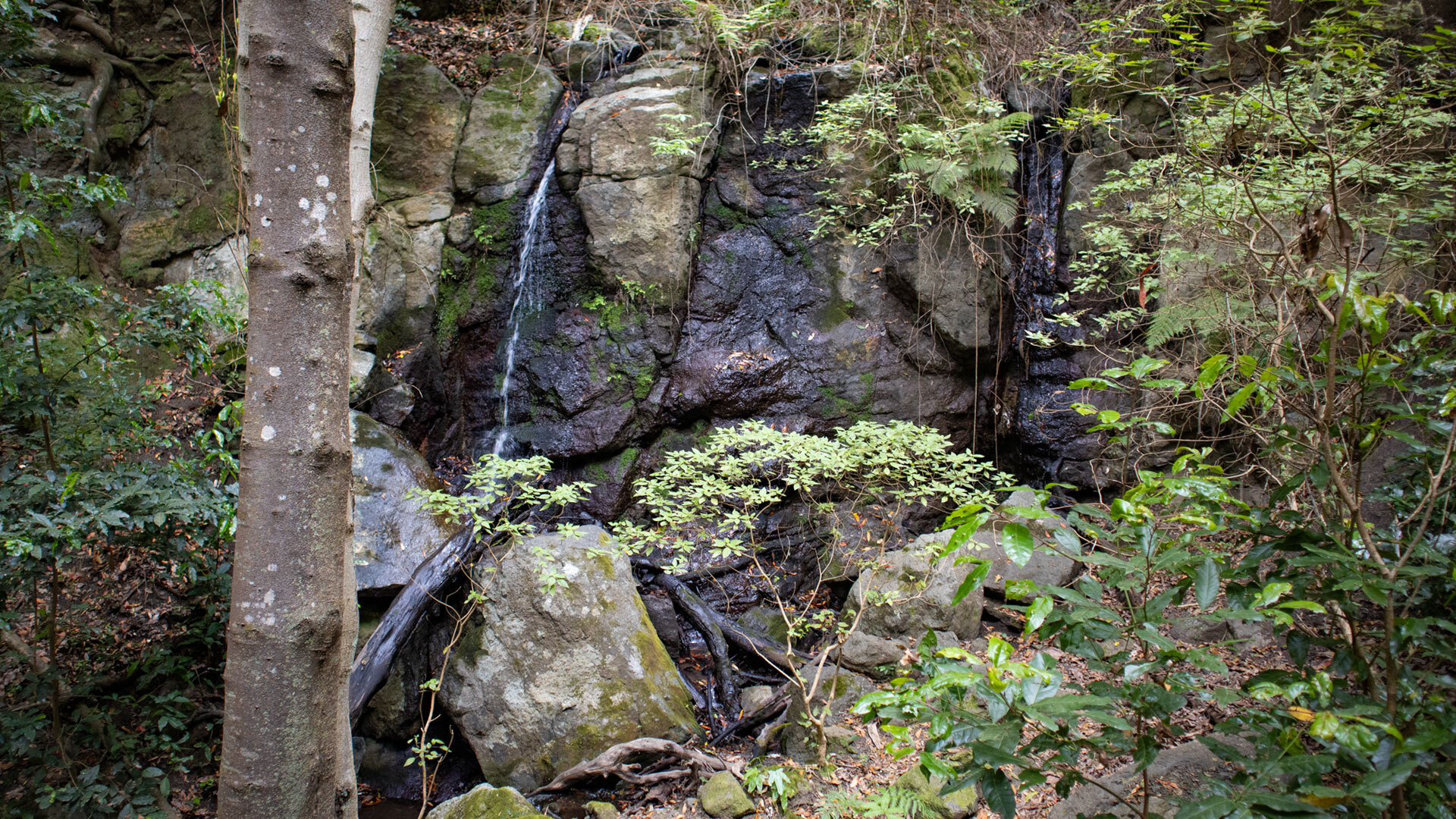 Schmale Wasserfäden fließen über die dunkle Felswand im Barranco del Rejo, Garajonay.