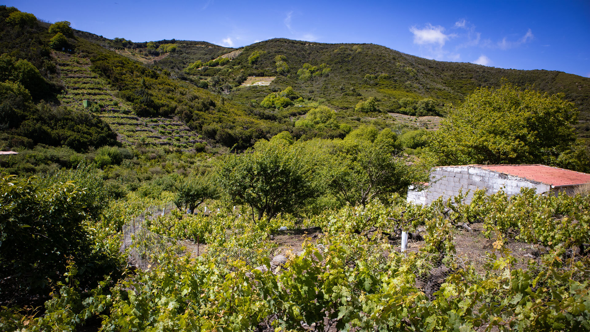 Weinbaugebiete am Rand des Nationalparks Garajonay.